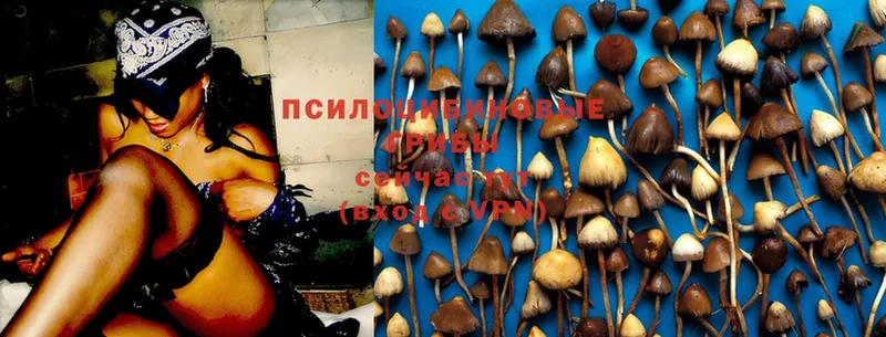 купить   Бронницы  Псилоцибиновые грибы Magic Shrooms 